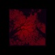 The Devil s Cradle