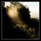 Let the Light in Single