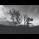 Dust on the Wind Single