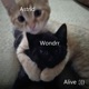 Alive Single