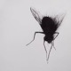 Whispers in the dark Single