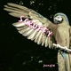 Jungle Single