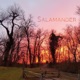 Salamander
