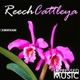 Cattleya Single