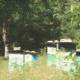 Apiary Single