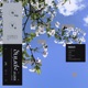 Beauty of Spring EP