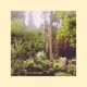 Morning in the Tropics Single