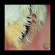 L A Kosher EP Single