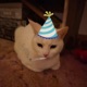Cat Single