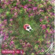 Reflective Therapy EP