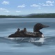 Common Loon Single