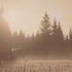 The Meadow Single