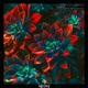 Opium Remixes Single
