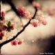 Under The Flowers Single