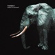 Great Elephant Single