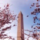 Cherry Tree Single