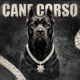 Cane corso Single