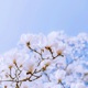 magnolia Single