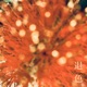 退色 Single
