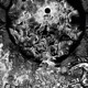 Eclipse Single