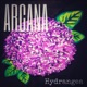 Hydrangea Single