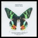 The Butterfly Effect Double A B Remix Single