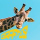 Giraffes feat Rumi Birdsong Single