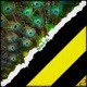 Birds Bs Censored Single