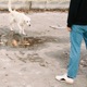 Dogs Single