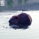 BEAVER feat Marlon DuBois Milkreset Aceii Henry Mosto Ricky Chix Dugan Single