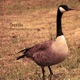 Turn Loose the Goose EP