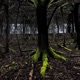 Forest Of The Dead Single
