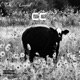 CC Single