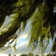 The Wind in the Willows Single
