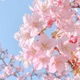 Bloom Single