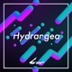 Hydrangea Single