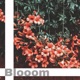 Blooom Single