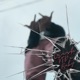 Crash feat K T D Single
