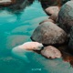 Cozy Waters Single