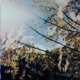golden leaves Single