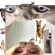 dogs and cats feat rhiino Single