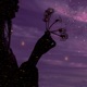 dandelions EP