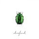entanglement Single