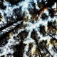 Under the Treetops Single