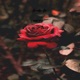 Rose Single
