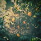 Lime Juice Single