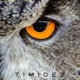 Timidez Single