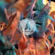 Nova Single
