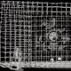 Death Wire Vocal Steve Marsh Mix Single