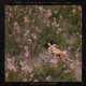 Meadow feat Mandy Extended Version Single